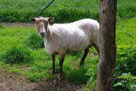 Dnes, 14.5.2013 ovcím ostříhána vlna, ošetřeny paznechty a oočkovány.